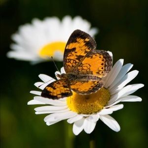 Meet your Posher, Isabella